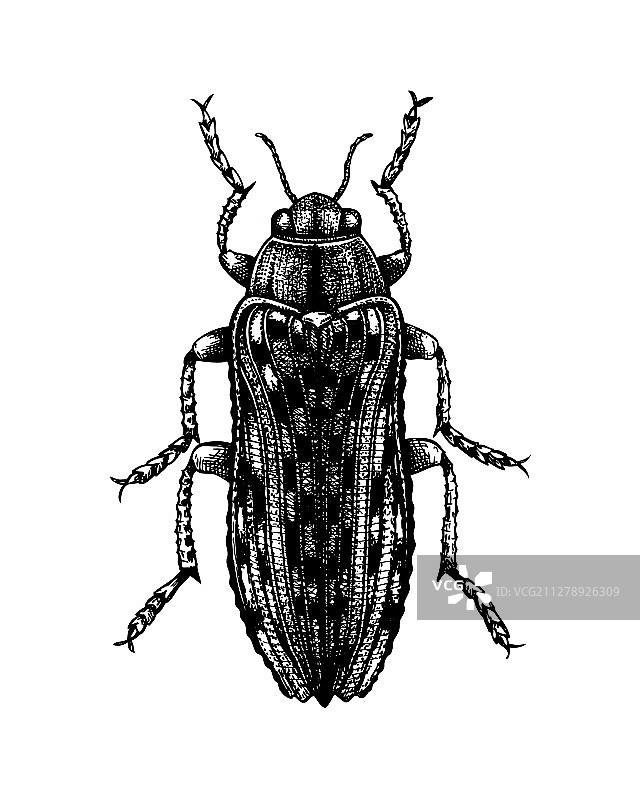 手绘吉丁虫昆虫合集图片素材