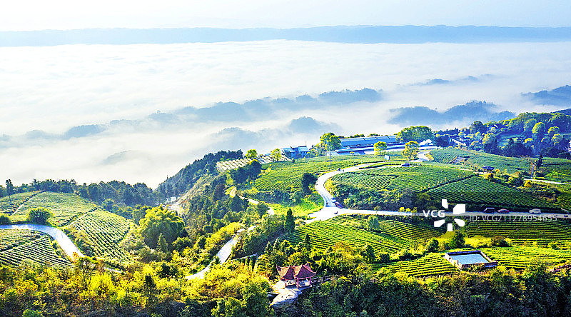 云岭清风。重庆市巴南区二圣镇,白象山定心茶场乡村旅游公路图片素材