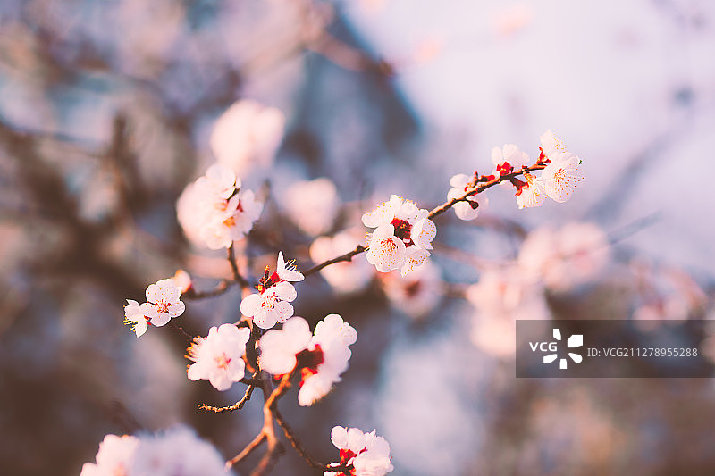 春日樱花图片素材