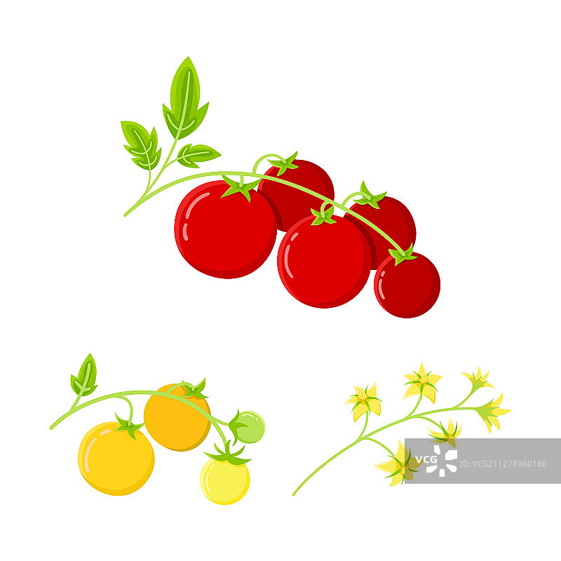 番茄树枝成熟果实图片素材