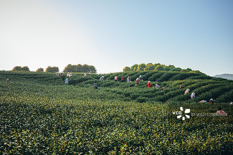 茶园采茶图片素材