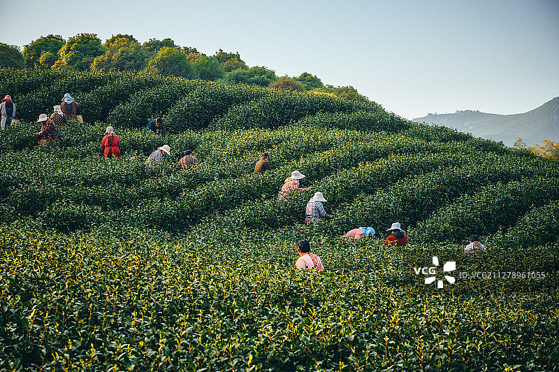 茶园采茶图片素材