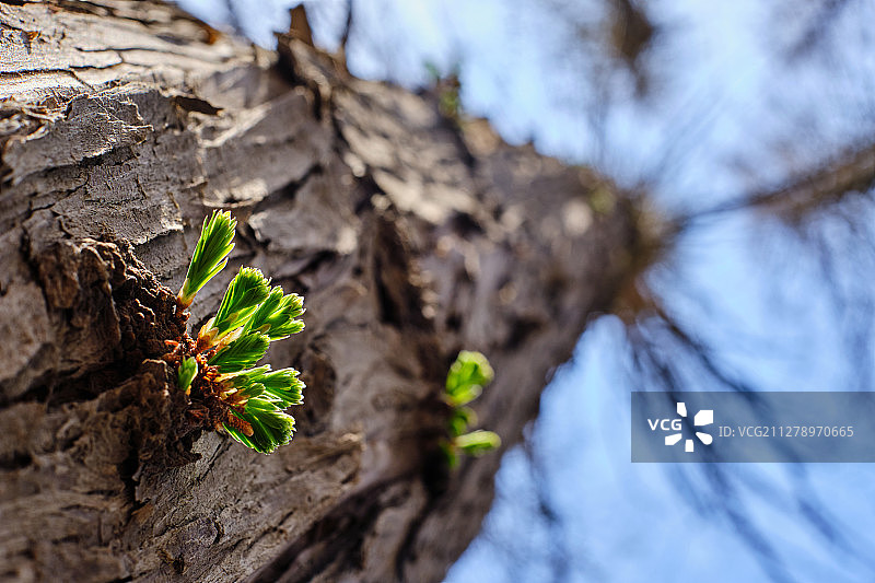 春季刚刚发芽水杉树特写图片素材