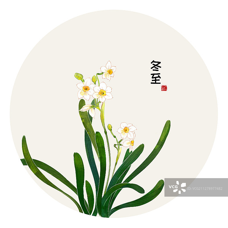 二十四节气花草插画 冬至 水仙花图片素材