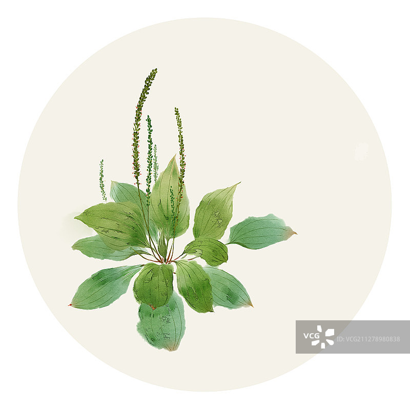 水彩草药插画 车前草图片素材