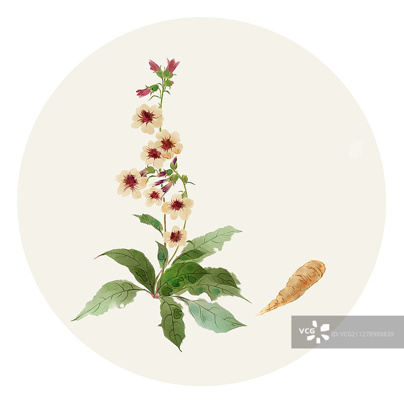 水彩草药插画 地黄图片素材
