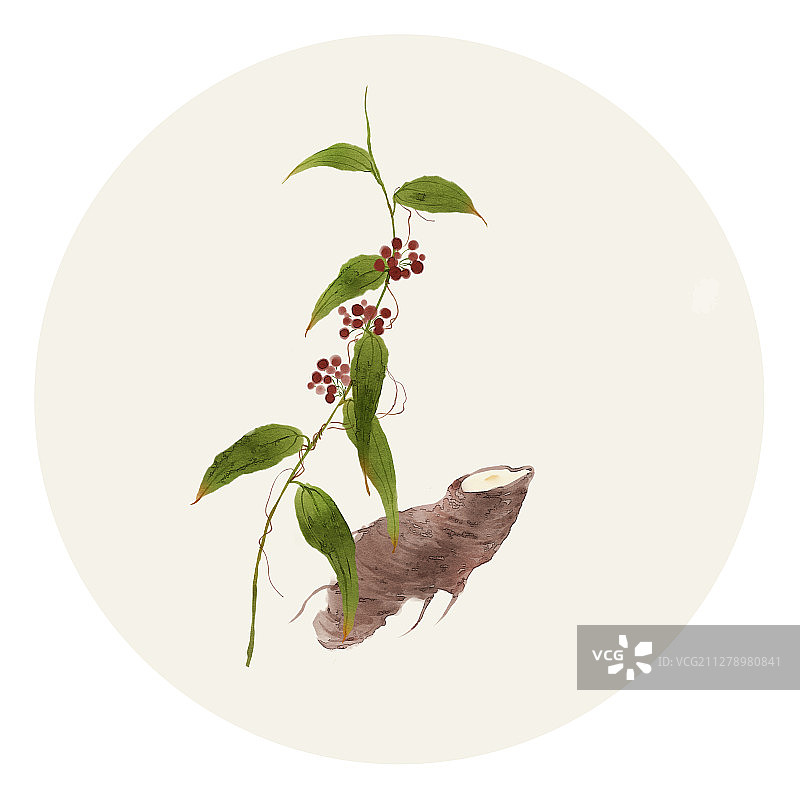 水彩草药插画 土茯苓图片素材