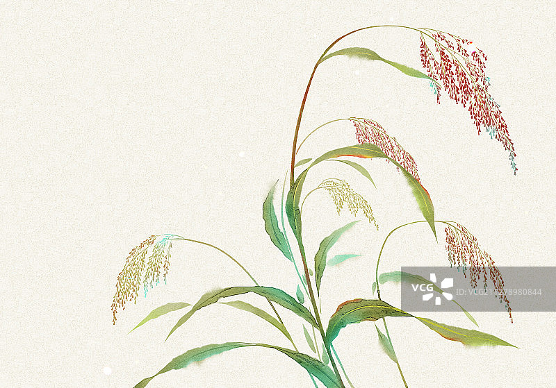 水彩花草插画 高粱图片素材