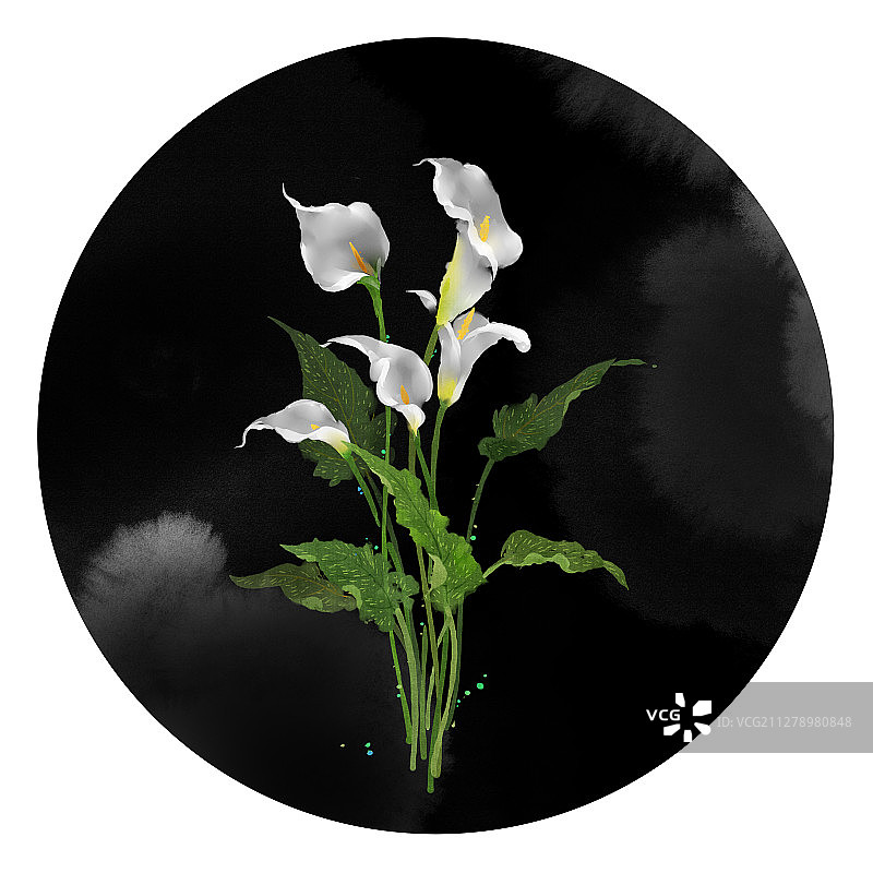 水彩花草插画 马蹄莲图片素材