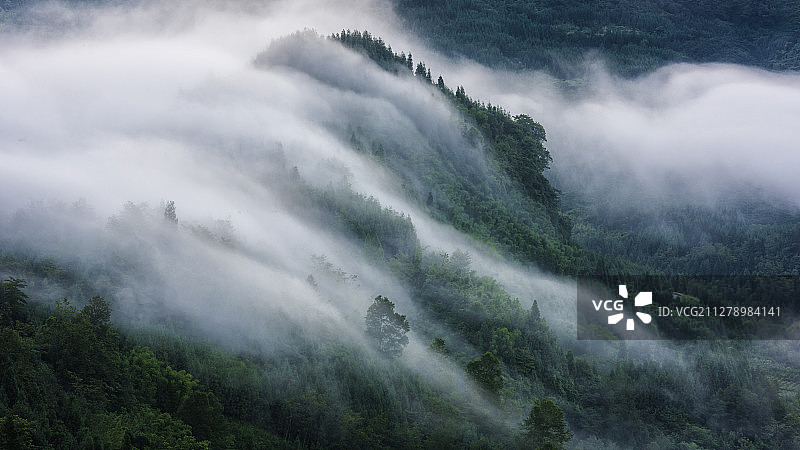 清晨一片平流雾略过山林，沐浴着茂密的树木。图片素材