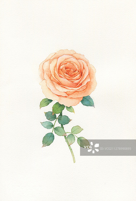 水彩玫瑰图片素材