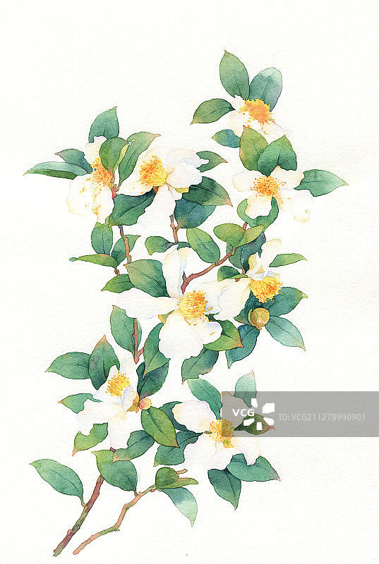 水彩山茶花图片素材