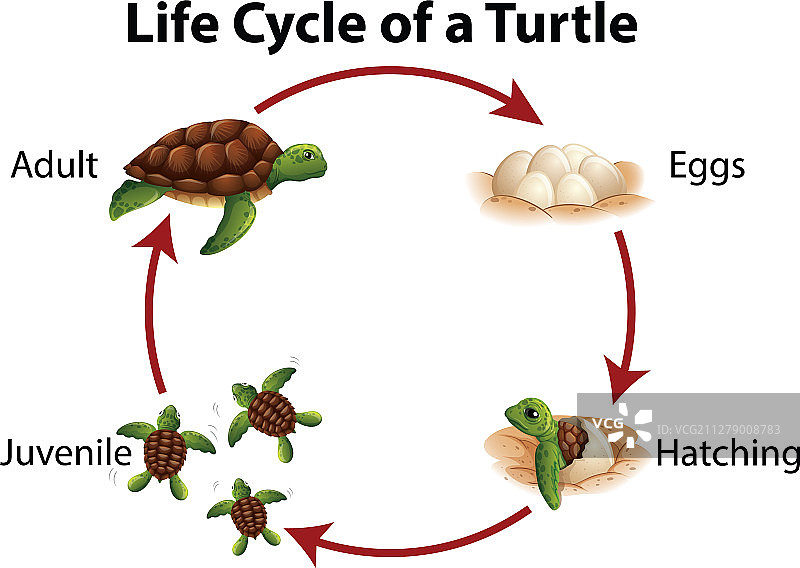 海龟生命周期图解图片素材