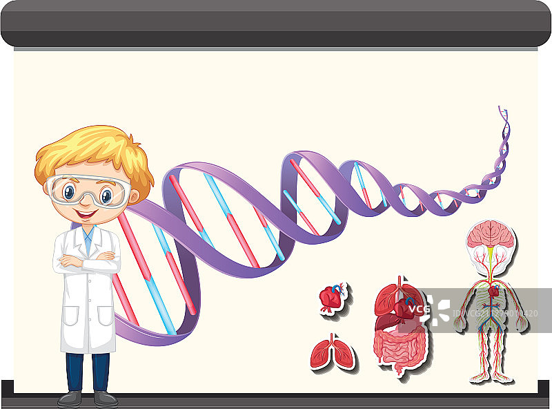 科学家和白板上的人体DNA图图片素材