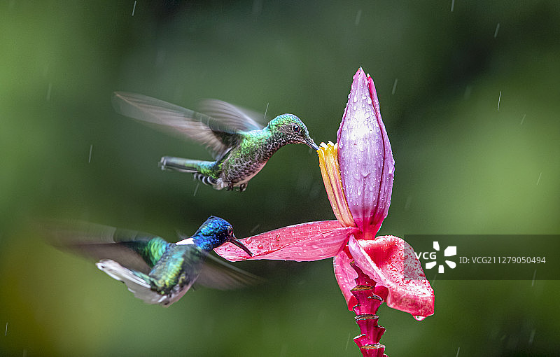 蜂鸟争食图片素材