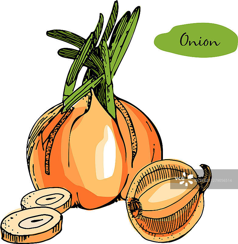 手绘彩色洋葱图片素材