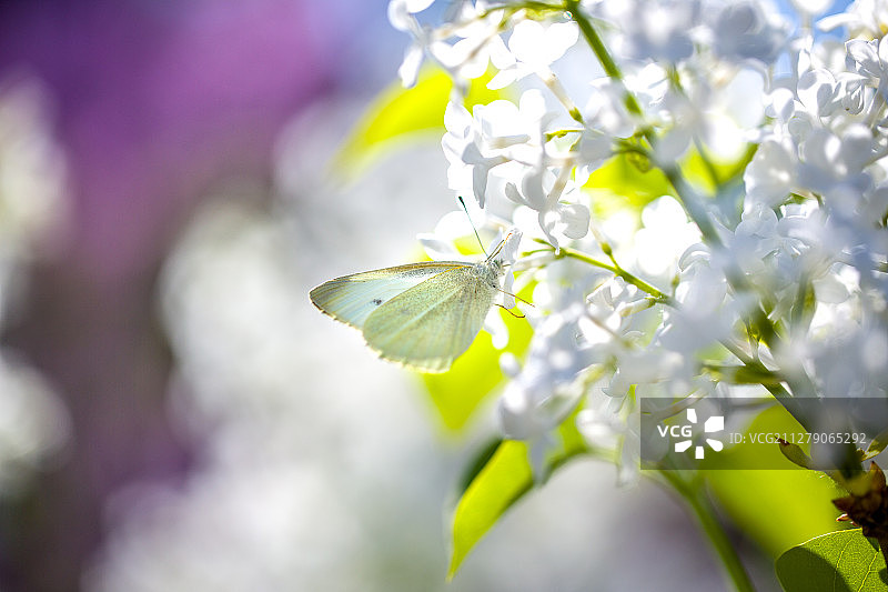 蝴蝶与白丁香图片素材
