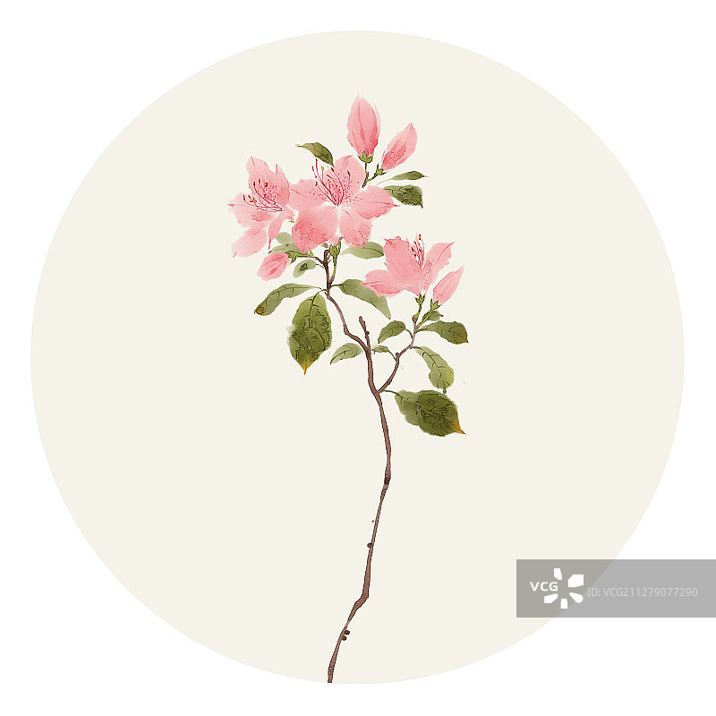 水彩花草插画 杜鹃花图片素材