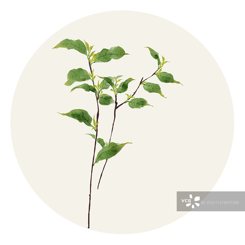 水彩花草插画 龙井茶叶图片素材