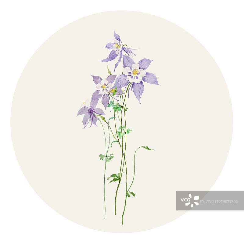 水彩花草插画 耧斗菜图片素材