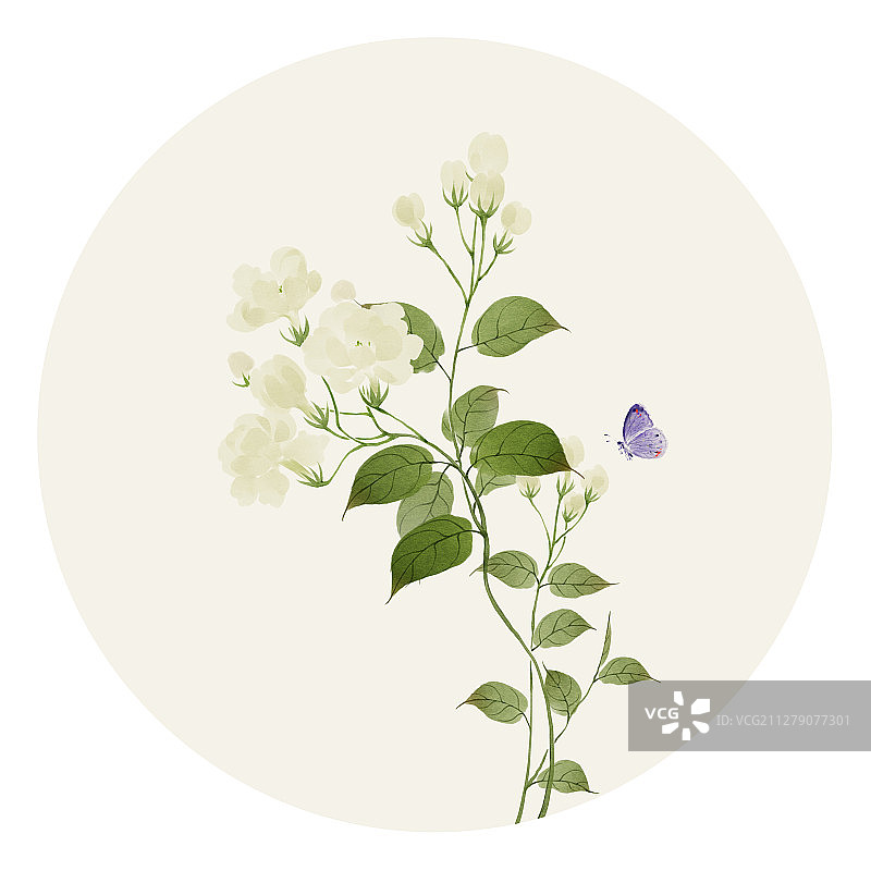 水彩花草插画 茉莉花图片素材