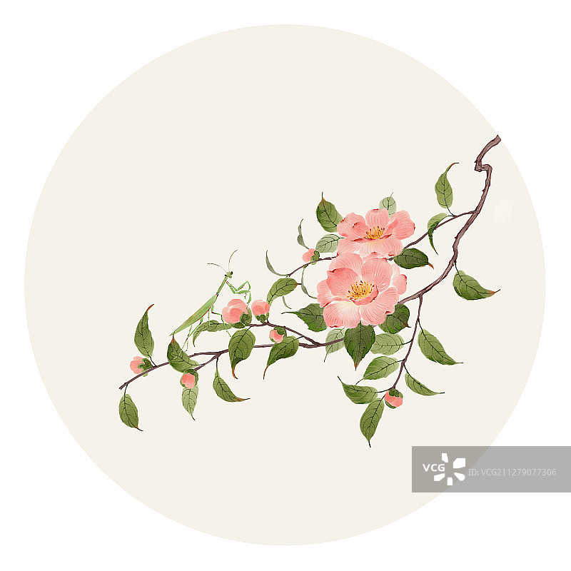 水彩花草插画 山茶花图片素材