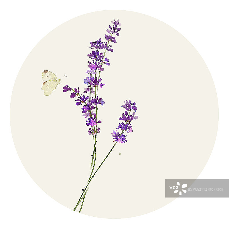 水彩花草插画 薰衣草图片素材