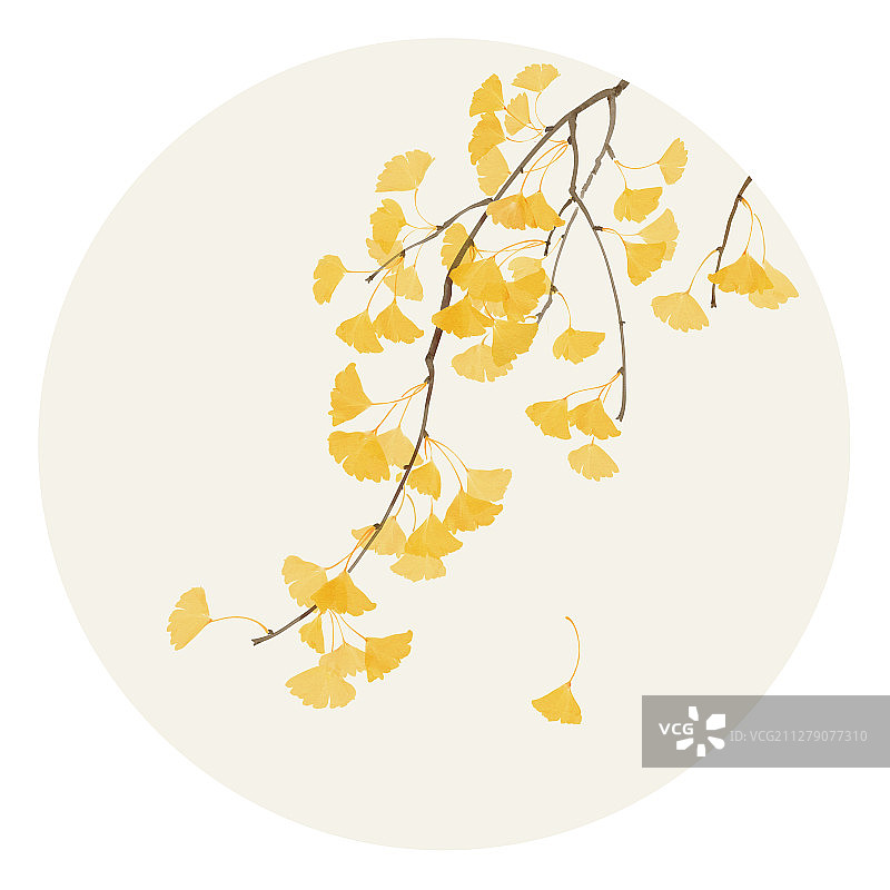 水彩花草插画 银杏叶图片素材