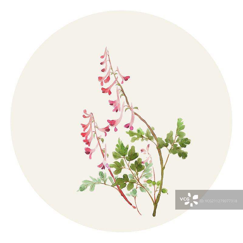 水彩花草插画 紫堇图片素材