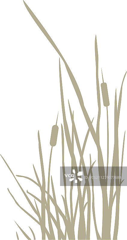 芦苇丛轮廓图片素材