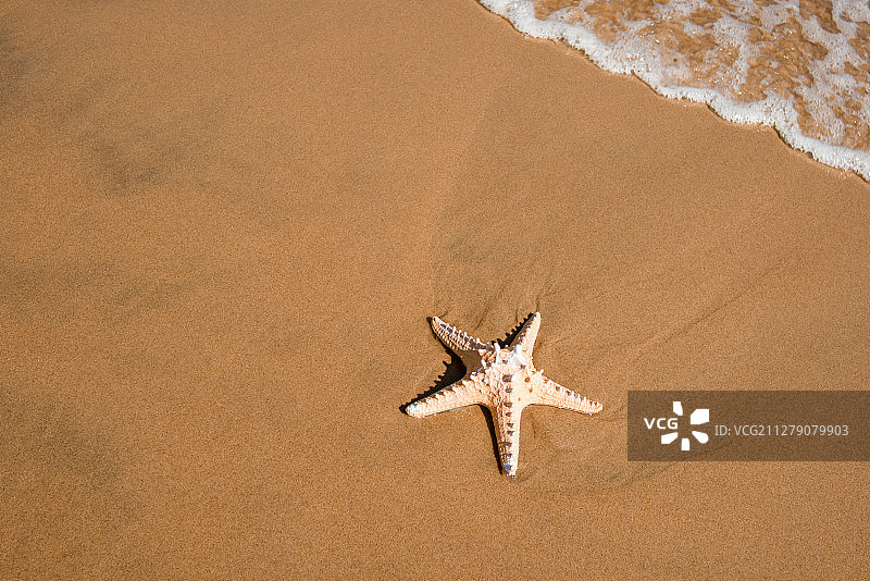 沙滩海星图片素材