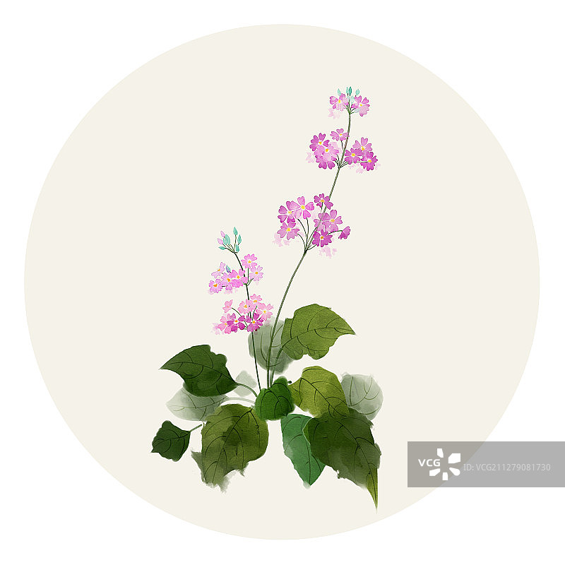 水彩花草插画 报春花图片素材