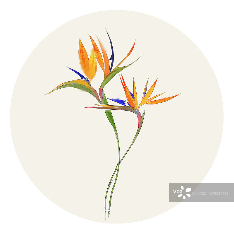 水彩花草插画 鹤望兰图片素材