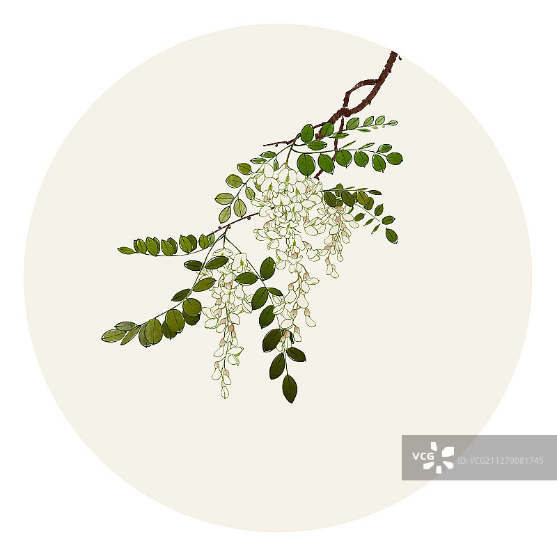 水彩花草插画 槐花图片素材