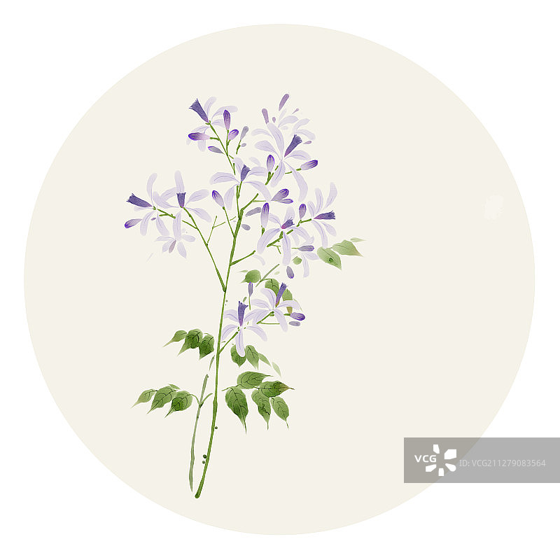 水彩花草插画 楝花图片素材
