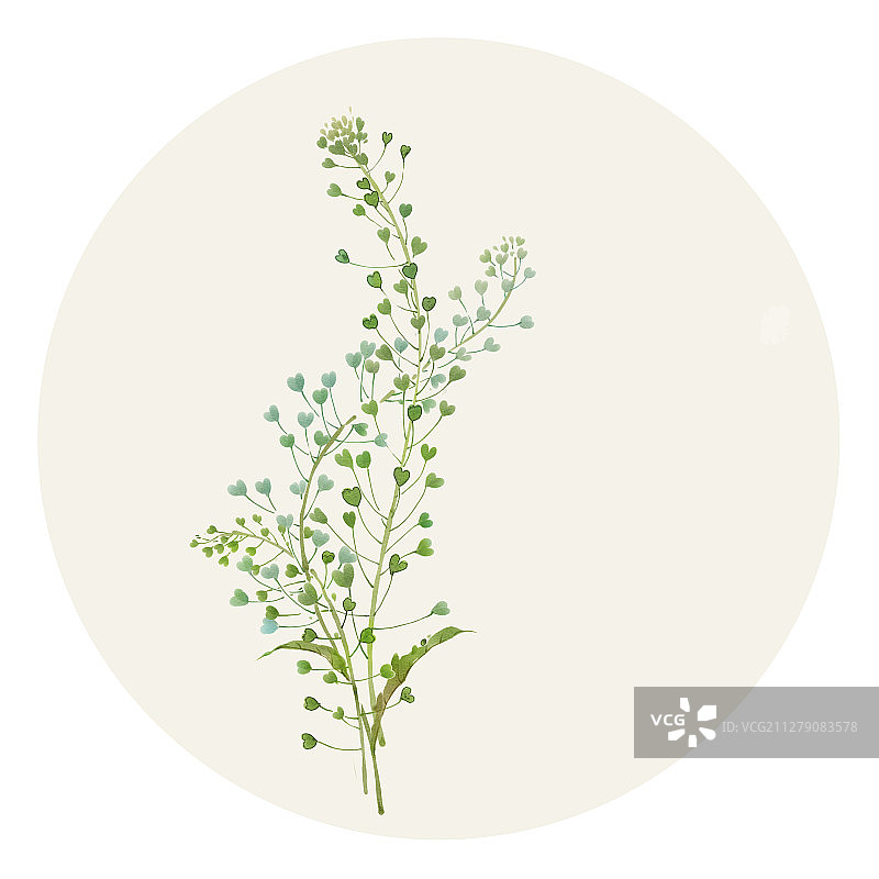 水彩花草插画 荠菜图片素材