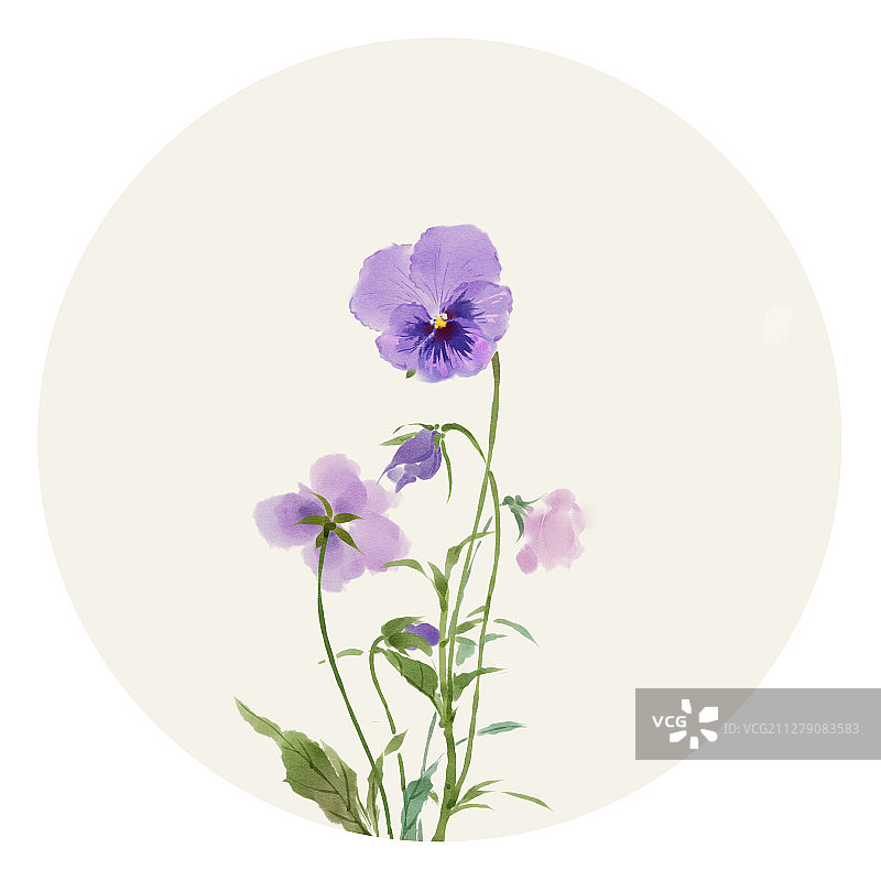 水彩花草插画 三色堇图片素材