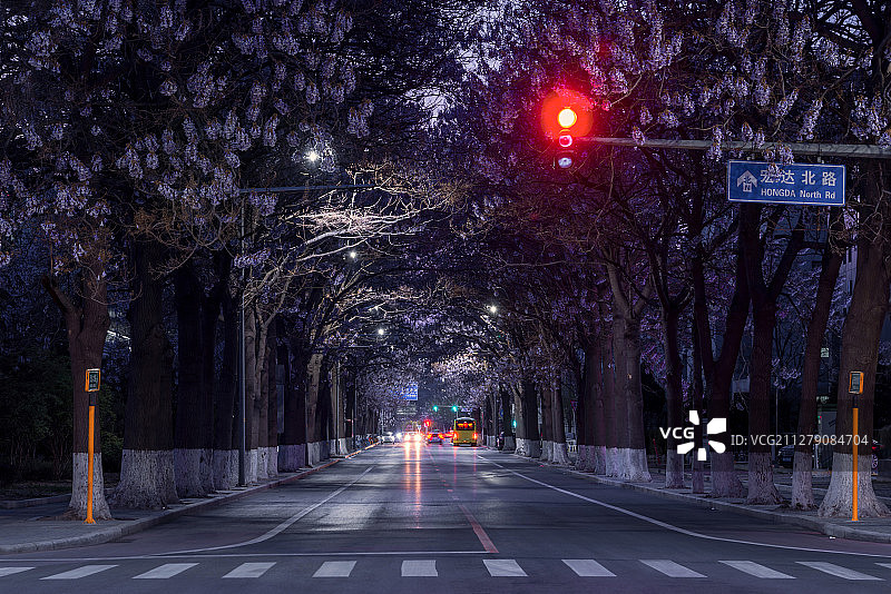 泡桐花开图片素材