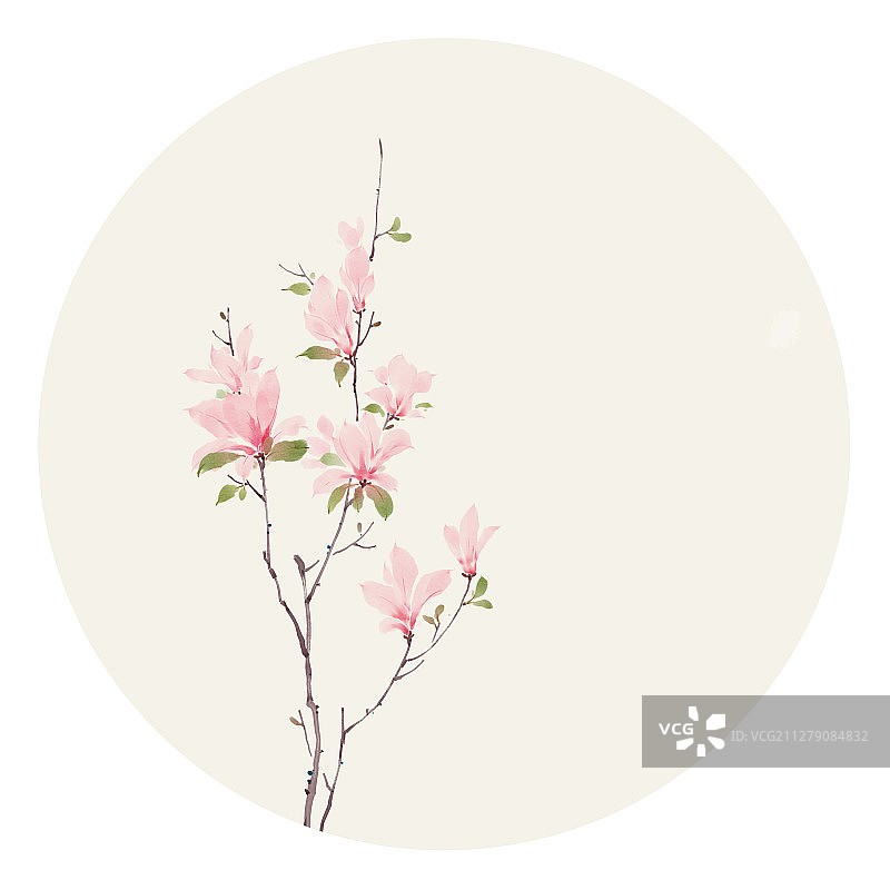 水彩花草插画 望春玉兰图片素材