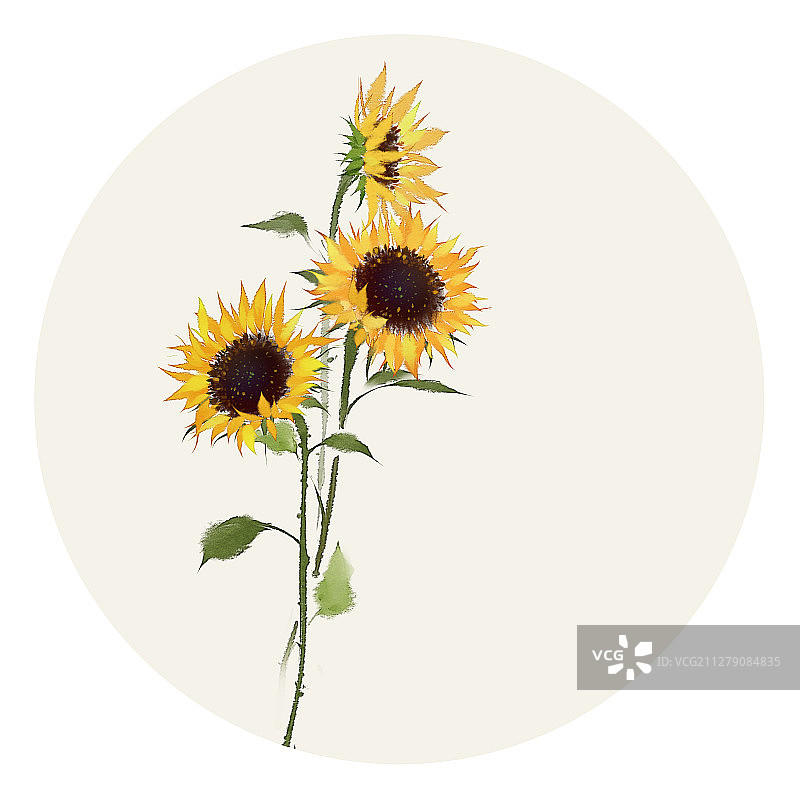 水彩花草插画 向日葵图片素材
