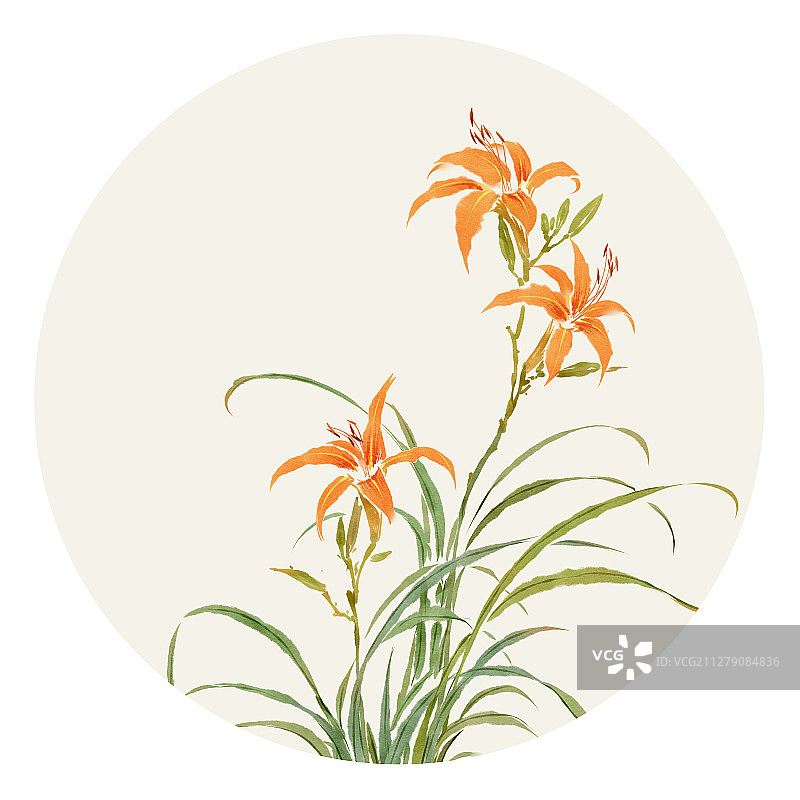 水彩花草插画 萱草图片素材