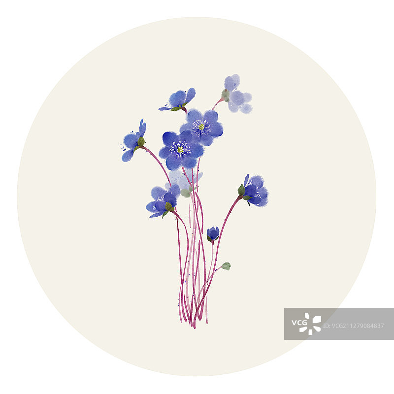 水彩花草插画 雪割草图片素材