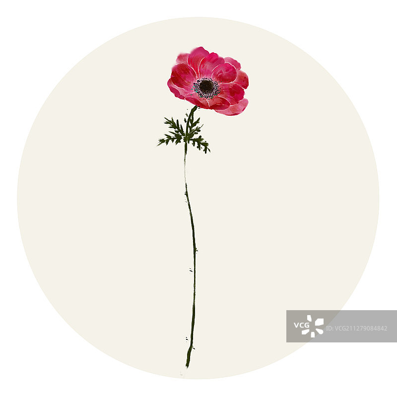 水彩花草插画 银莲花图片素材