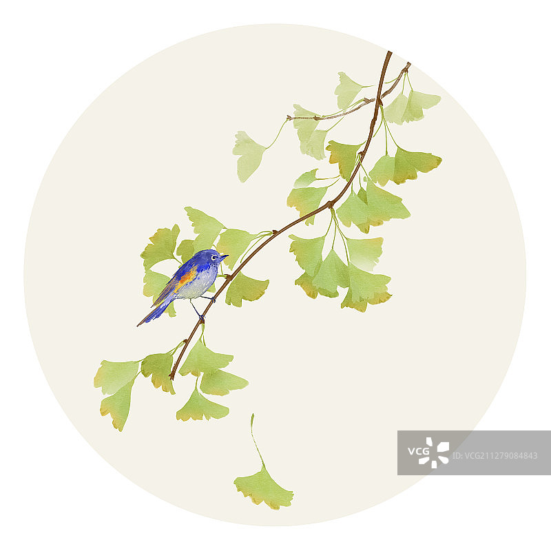 水彩花草插画 银杏图片素材