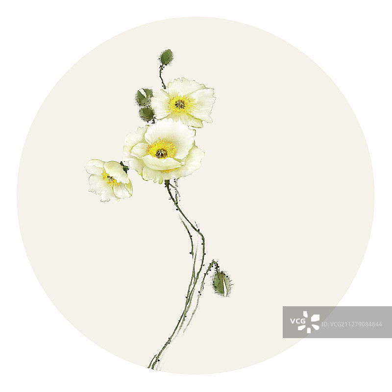 水彩花草插画 罂粟图片素材