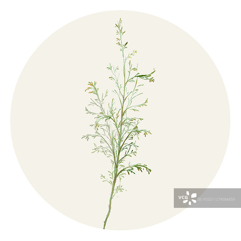 水彩花草插画 侧柏叶图片素材