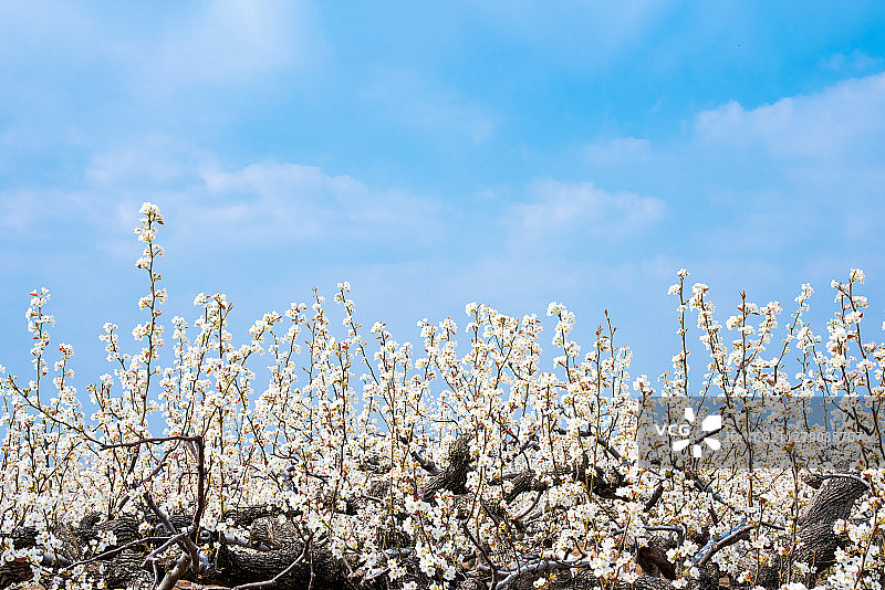 百年梨树开花图片素材