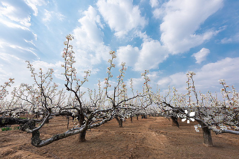 百年梨树开花图片素材