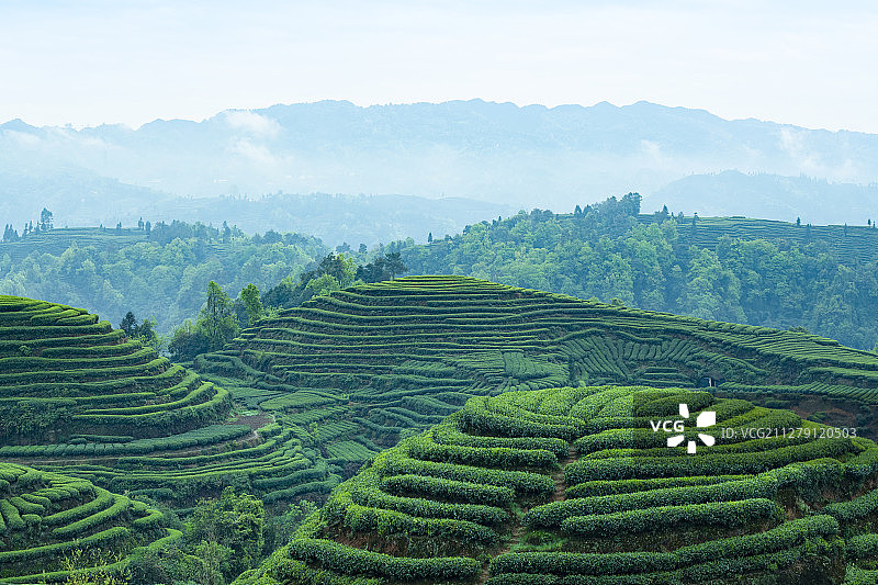 茶园风光图片素材
