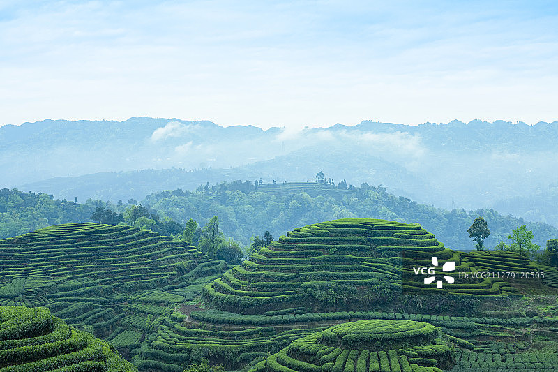 茶园风光图片素材